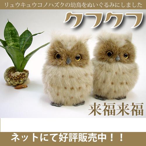 リュウキュウコノハズクのクフクフ