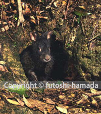 アマミノクロウサギ