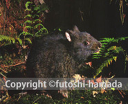 シダの若芽を食べるアマミノクロウサギ