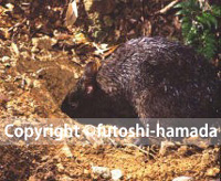 アマミノクロウサギ観察写真