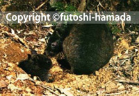 アマミノクロウサギ観察写真