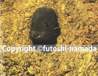 アマミノクロウサギ観察写真