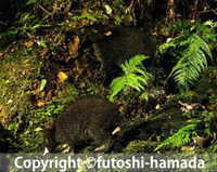 アマミノクロウサギ観察写真