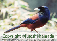 ルリカケス